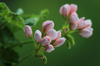 Картинка цветы герань красота цветение пеларгония тюльпановидная лето