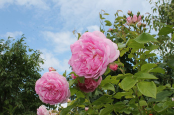 Картинка цветы розы цветение лепестки роза листья розовая