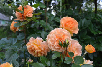 Картинка цветы розы лепестки листья розовая роза цветение