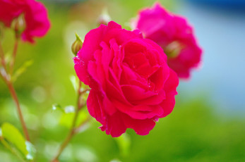 Картинка цветы розы красота природа лето красный цвет июль цветение флора растения