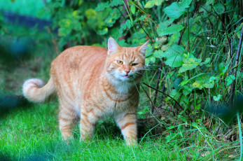 Картинка животные коты рыжий кот природа лето кошки дача стёпка степан