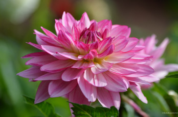 Картинка цветы георгины лепестки цветение георгин розовый