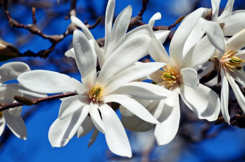 Картинка цветы магнолии цветение рига природа магнолия латвия красота ботанический сад