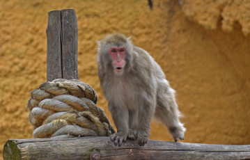 Картинка животные обезьяны москва макака лето обезьяна июль зоопарк город