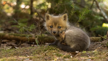 Картинка животные лисы лисёнок лиса малыш взгляд детёныш