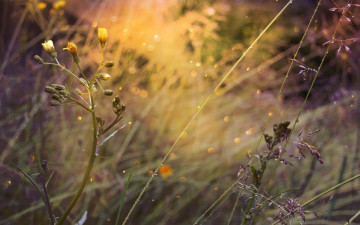 Картинка цветы луговые+ полевые +цветы by dashakern боке природа