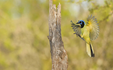 Картинка животные сойки полет зеленый сойка посадка крылья птица