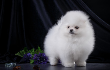 Картинка животные собаки щенок пушистый белый шпиц