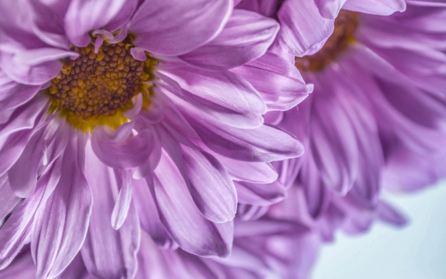 Обои картинки фото цветы, хризантемы, by, dashakern, макро