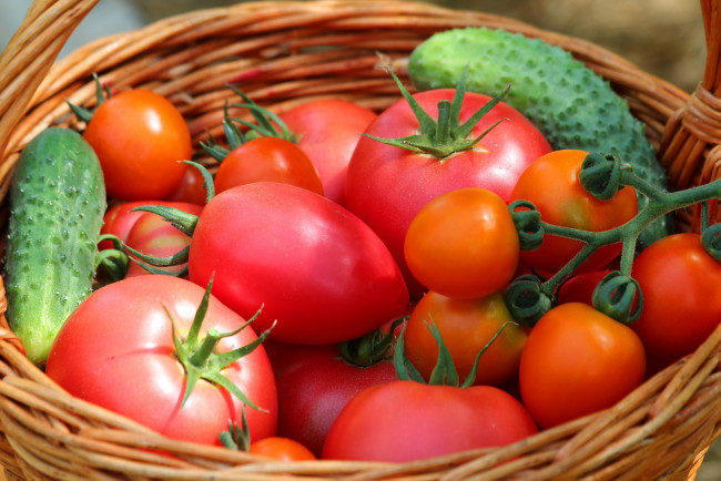 Обои картинки фото еда, овощи, урожай, огурцы, томаты, дача, теплица, лето, природа, вкусно, витамины, помидоры