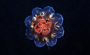 Картинка животные медузы цианея медуза