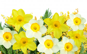 Картинка цветы разные+вместе мимоза белые желтые нарциссы