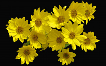Картинка цветы желтые букет