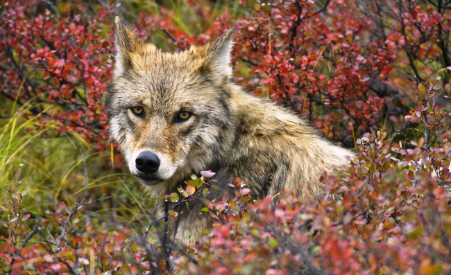Обои картинки фото животные, волки,  койоты,  шакалы, волк, кусты, осень