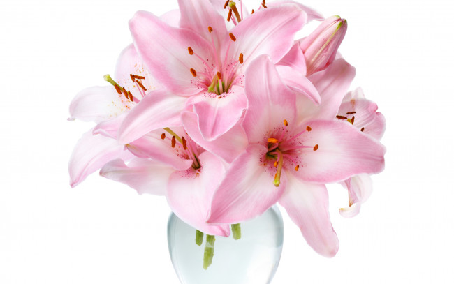 Обои картинки фото цветы, лилии,  лилейники, розовые, банка