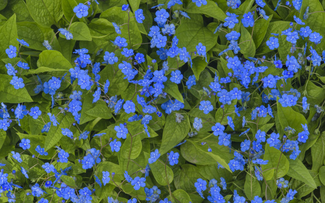 Обои картинки фото цветы, незабудки, листья, синие