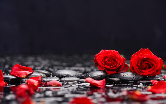 Обои картинки фото цветы, розы, красные, камни, лепестки