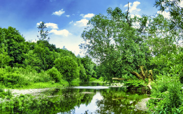 Картинка природа реки озера лето заводь речная зелень