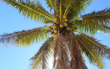 Картинка природа деревья пальма плоды