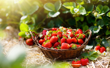 Картинка еда клубника +земляника ягоды спелая корзинка