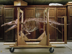 Картинка разное кости рентген