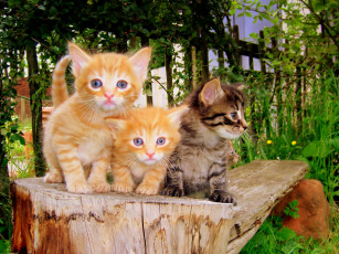 Картинка животные коты трава дерево земля
