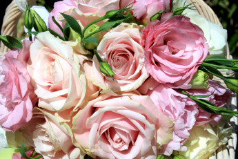 Картинка цветы розы розовый много