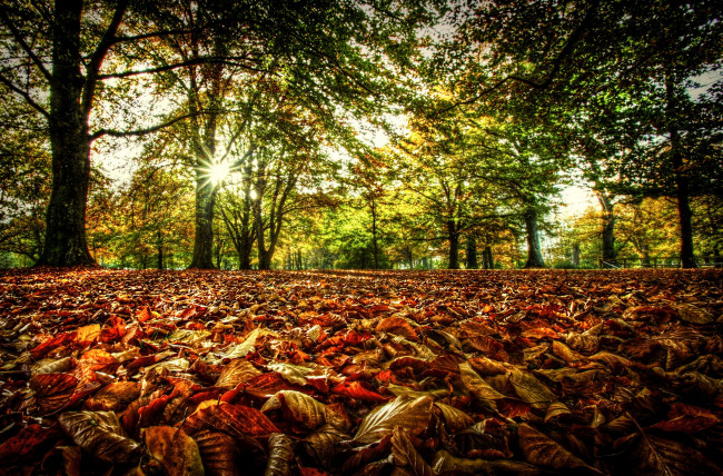 Обои картинки фото природа, деревья, осень, листья, солнце