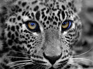 Картинка животные леопарды морда глаза
