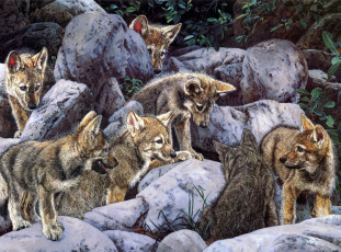 Картинка рисованные judy larson волчата