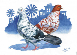 Картинка рисованные животные птицы голуби