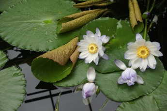 Картинка цветы лилии водяные нимфеи кувшинки вода бутоны оистья