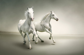 Картинка рисованные животные лошади белизна бег кони