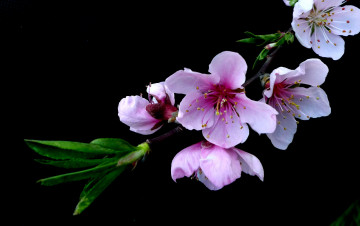 Картинка цветы цветущие деревья кустарники ветка