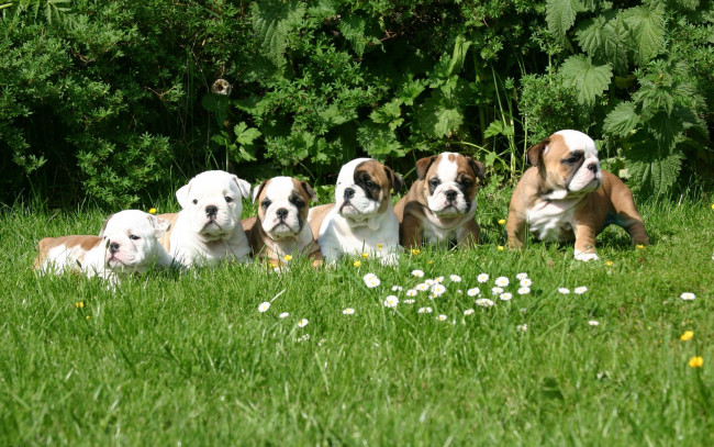 Обои картинки фото ***, english, bulldog, puppes, животные, собаки, луг, английский, бульдог, щенки, трава