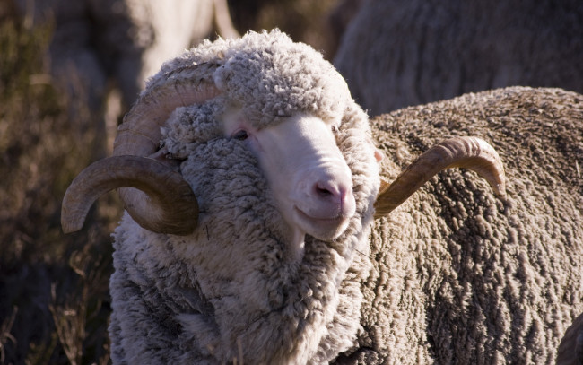 Обои картинки фото животные, овцы, бараны, рогатая, меринос, овца