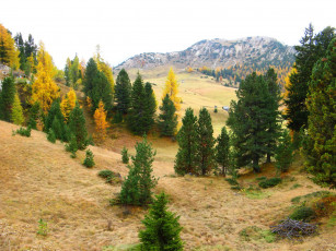 Картинка south tyrol italy природа деревья горы ели