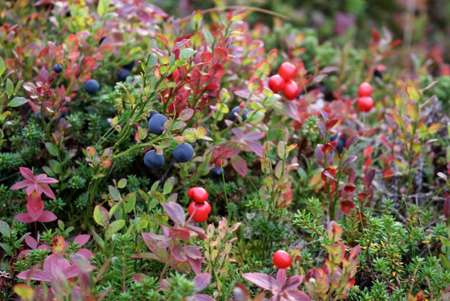 Обои картинки фото природа, Ягоды, полянка, осень, ягодки
