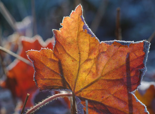 Картинка природа листья изморозь макро осень оранжевый
