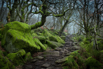 Картинка природа дороги туман деревья мох дорожка камни осень