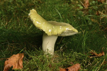 Картинка природа грибы один трава макро гриб