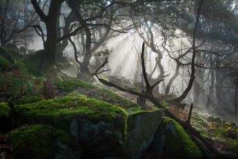 Картинка природа лес солнечные лучи свет деревья мох камни