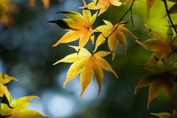 Картинка природа листья блики ветки дерево японский клен