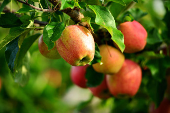 Картинка природа плоды ветки яблоки дерево листья