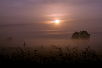 Картинка природа восходы закаты солнце туман деревья трава