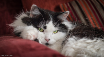 Картинка животные коты зелёные глаза кот кошка взгляд пушистая коте чёрно-белая