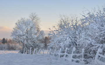 Картинка природа зима деревья утро снег забор мороз