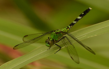 Картинка животные стрекозы макро стрекоза зелёный фон насекомое