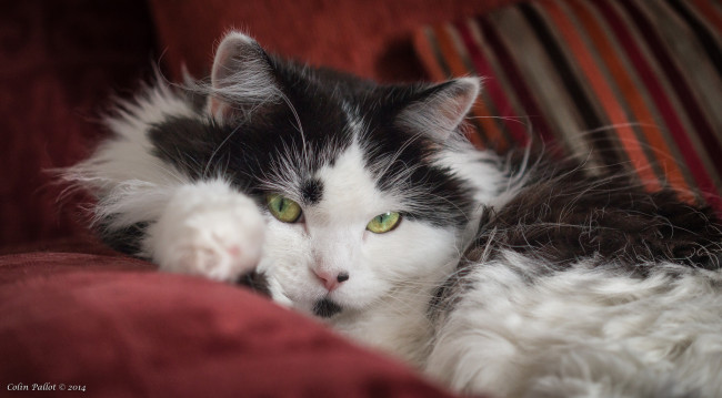 Обои картинки фото животные, коты, зелёные, глаза, кот, кошка, взгляд, пушистая, коте, чёрно-белая