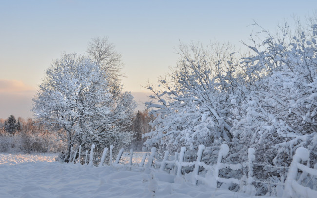 Обои картинки фото природа, зима, деревья, утро, снег, забор, мороз
